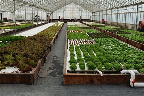 Our Farm — Aquaponics | Ouroboros Farms | Half Moon Bay, California | Aquaponics, Commercial ...