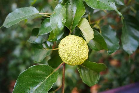 Osage Orange Tree: What You Need to Know - Rural Living Today