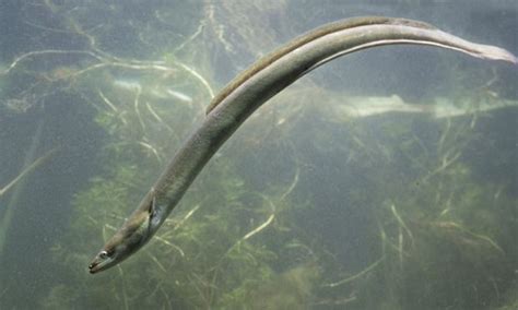 Species of the Week: European Eel | Ocean dwellers, Photos of fish ...