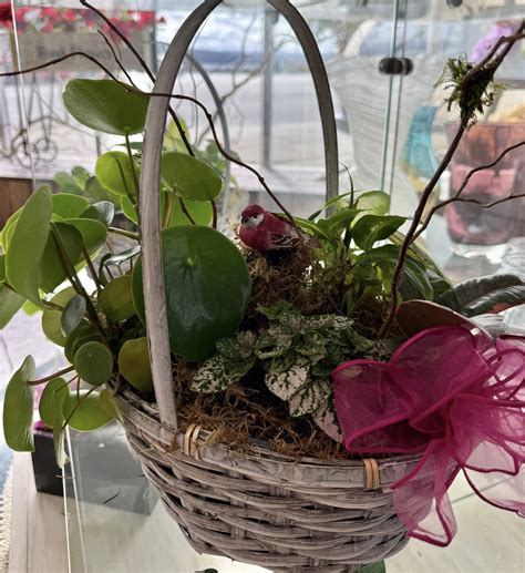 Bird’s Nest Plant Dish Garden | Ocean Breeze Flowers and Gifts
