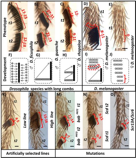 [pdf] Evolution Of Drosophila B Length Illustrates The