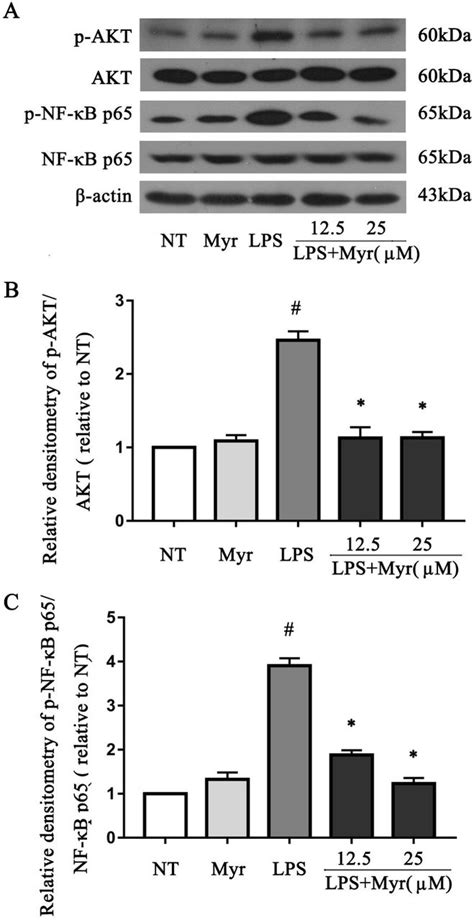 Myricetin Attenuates Lps Induced Inflammation In Raw Macrophages