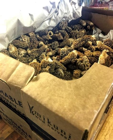 John Mackey On Instagram High Point Of The Day Morels Cookfast