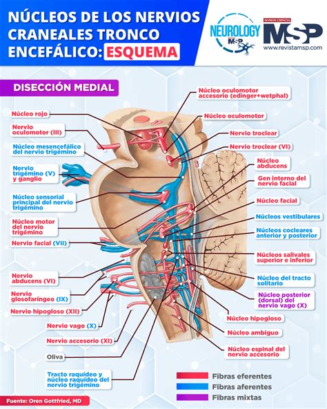 N Cleos De Los Nervios Craneales Tronco Encef Lico