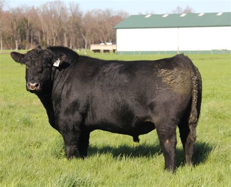 Angus Bulls For Sale | SIRE BUYER