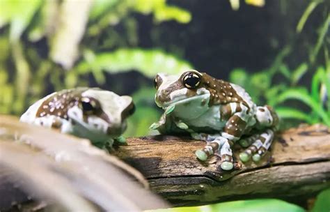 Amazon Milk Frog Care Guide And Interesting Facts Az Reptiles