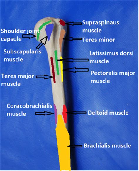 Medial Bicipital Groove