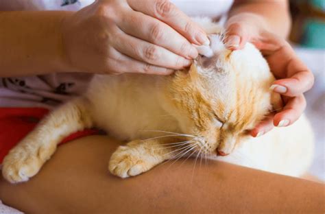 Katzen Waschen Mit Normalem Shampoo