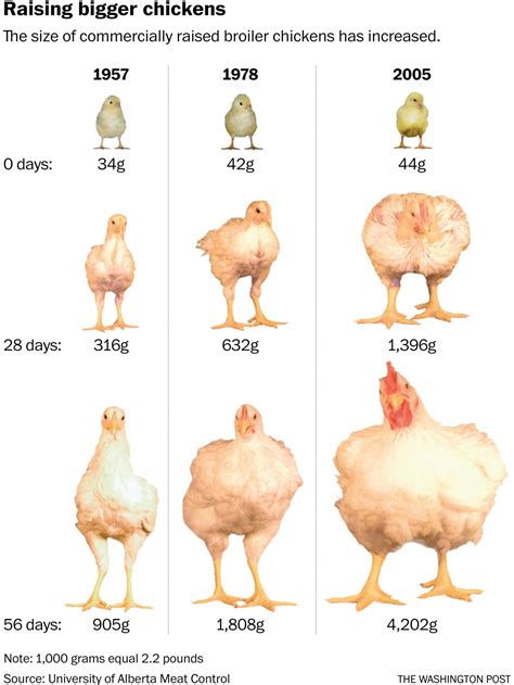 Look at what our obsession with white meat has done to chickens | Broiler chicken, Raising ...