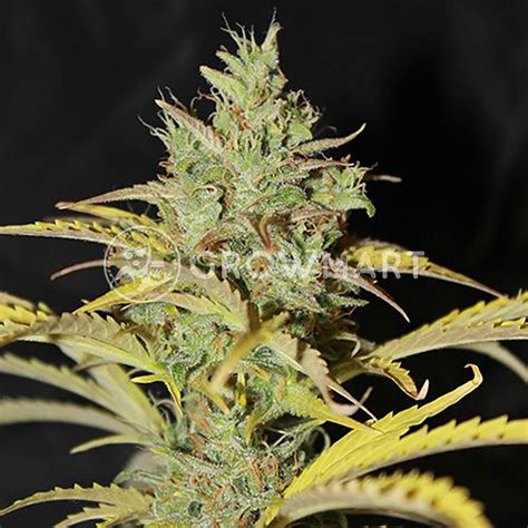 Seedsman Seeds White Widow Auto Samonakvétací Semínka Konopí Growmartcz