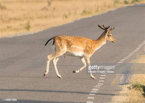 Dovhjort Photos And Premium High Res Pictures Getty Images