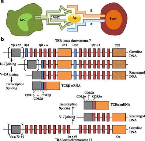 Overview Of Methodologies For T Cell Receptor Repertoire Analysis BMC