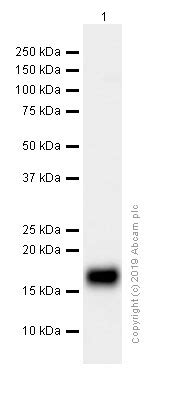 Anti Ly 6A E Sca 1 Antibody EPR3355 Ab109211 Abcam