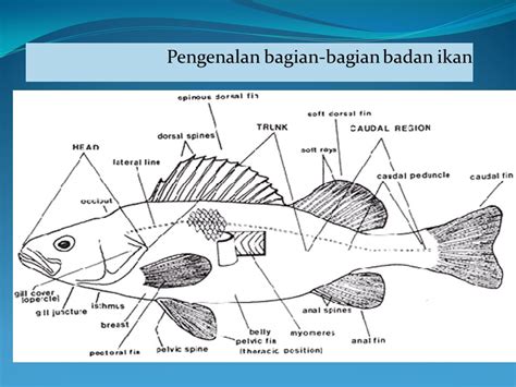 Gambar Anatomi Ikan Bandeng 49 Koleksi Gambar