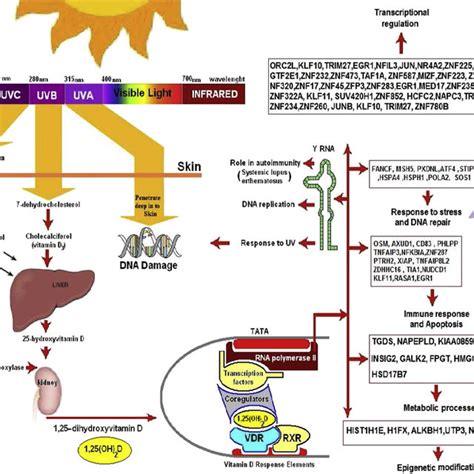 Schematic Representation Of The Synthesis And Metabolism Of Vitamin D Download Scientific