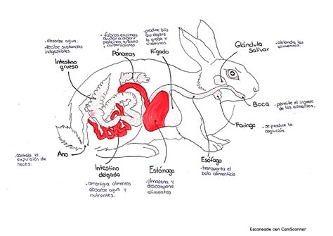 Gráficos de los Aparatos digestivos animales monogástricos y poligástricos con sus partes ...