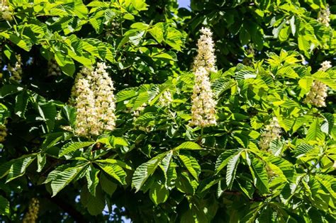 Premium Photo Blossoming Branches Of Chestnut Tree Aesculus