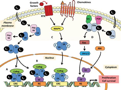 Er Signaling Pathways When Pathways Are Common For Er And Er We