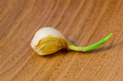 Sprouting clove of garlic stock photo. Image of vegetable - 23414448