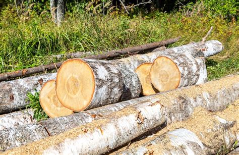 Sawn Birch Wood Outdoors on a Sunny Day. Preparing Firewood for the Winter Stock Photo - Image ...