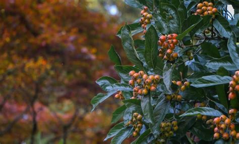 Arbuste Baies Rouges Pour Apporter Une Touche De Couleur Au Jardin