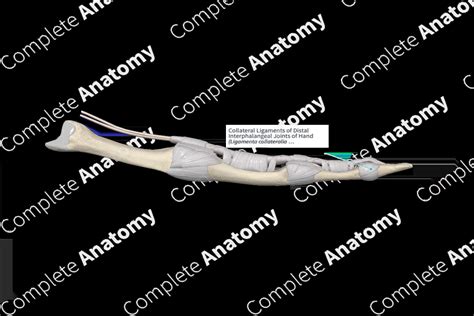 Collateral Ligaments Of Distal Interphalangeal Joints Of Hand