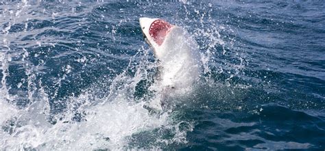 Flipboard A Great White Shark Breached The Water Just A Few Feet Away