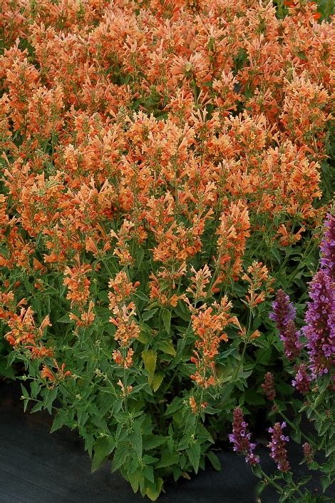 Poquito Orange Dwarf Hummingbird Mint Agastache Mexican Hyssop