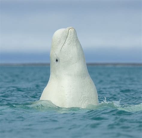 Beautiful Beluga Whale A Wonderful Shot Arctic Watch Wilderness