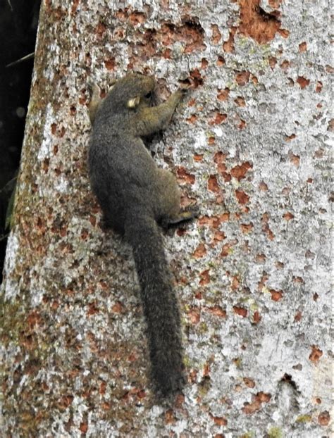 Bornean Black Banded Squirrel Kinabalu Park Hq Mammals Of Borneo