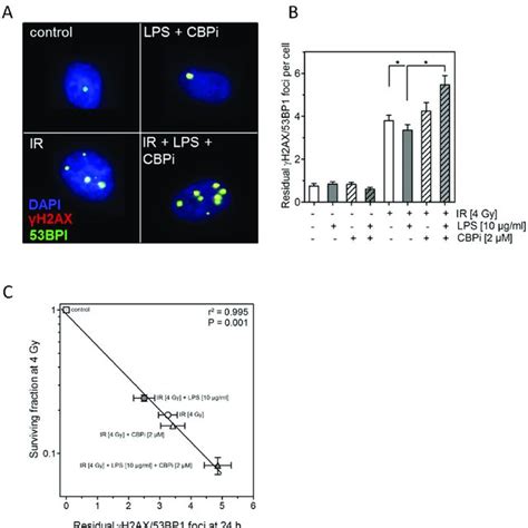 Inhibition Of CREB Binding Protein CBP Abrogates The LPS Induced