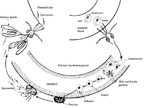 Plasmodium Life Cycle In Mosquito