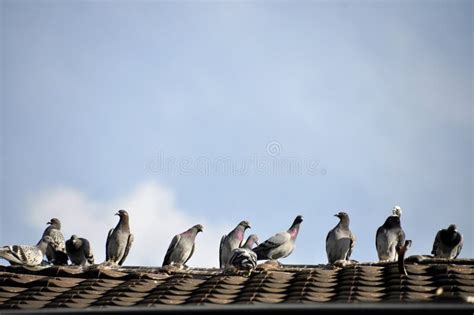 Viele Tauben Die Auf Die Straße Einziehen Stockbild Bild Von Flügel