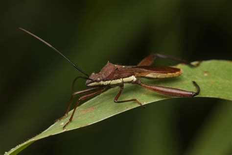 Riptortus Linearis From Maryborough Qld Australia On February