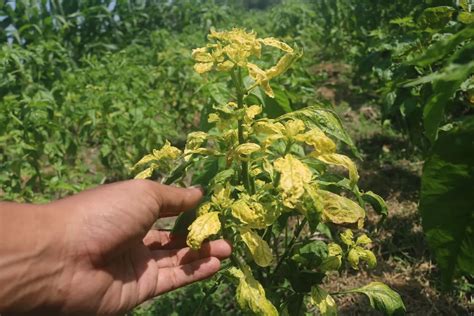 Tak Hanya Tembakau Hujan Juga Merusak Tanaman Jagung Hingga Cabai