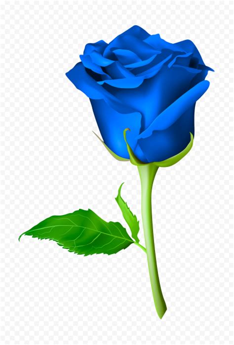 HD Blue Flower Rose With Green Leaf Illustration PNG Citypng