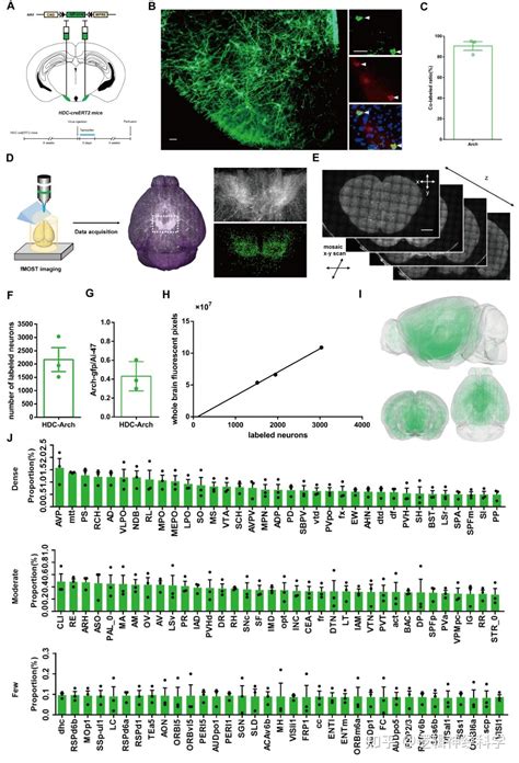 Pnas︱首次！浙江大学 浙江中医药大学陈忠团队建立全脑3d组胺能神经投射图谱 知乎