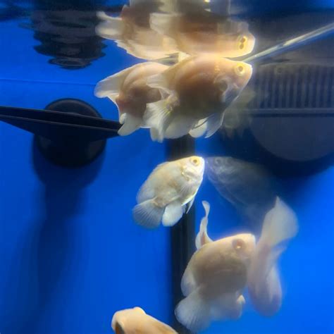 Albino short body Oscar for sale - Exotic Fish Shop - 774-400-4598