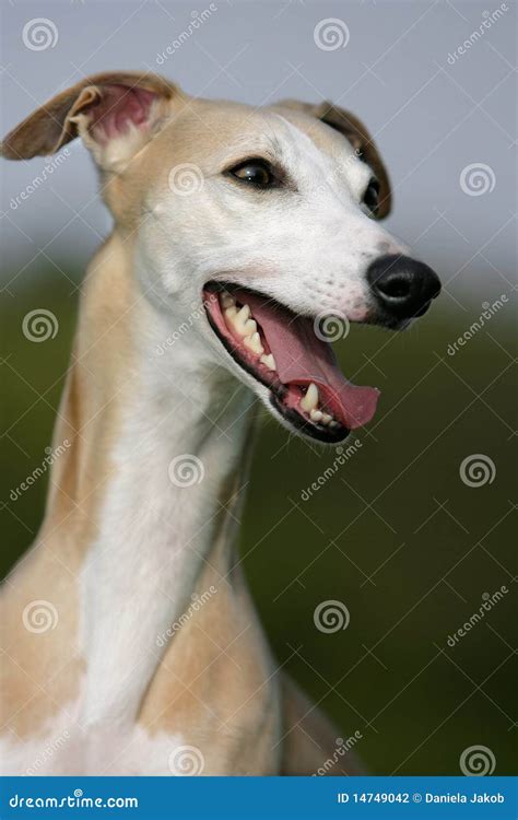 Smiling Whippet Stock Photo Image Of Outdoor Head Joyful 14749042