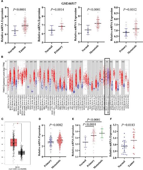 Figure From Fanci Serve As A Prognostic Biomarker Correlated With