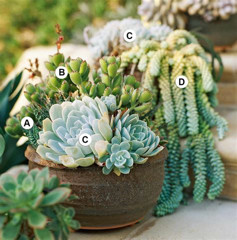 Succulent Container Garden Plans Better Homes And Gardens