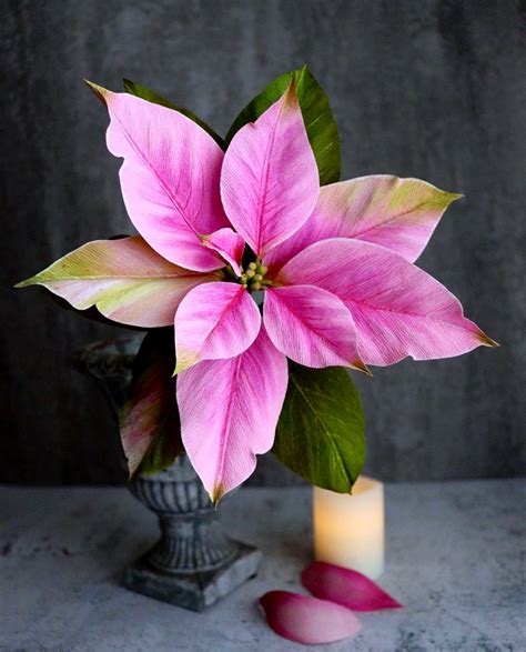 Comment Garder Longtemps Le Poinsettia Apr S No L Astuces De Choc