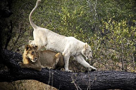 White Lions - Timbavati Private Nature Reserve