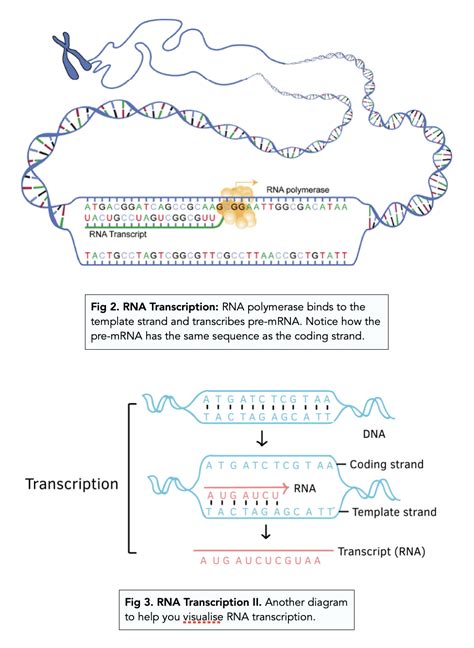 Transcription A Level Biology Study Mind