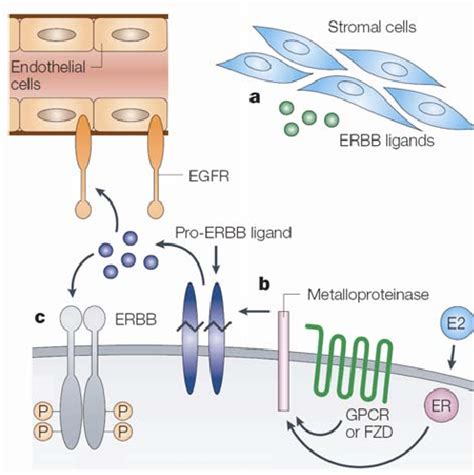 Figure 1 From Molecular Mechanisms Controlling Endocytic Downregulation