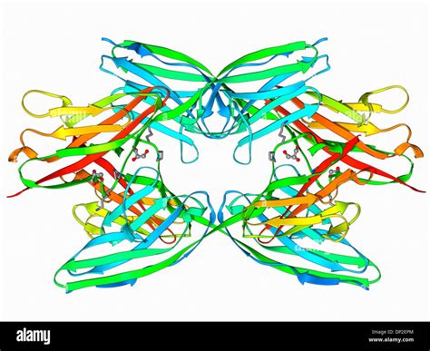 Titin muscle protein molecule Stock Photo: 65209052 - Alamy