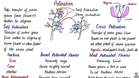 Pollination Self Pollination And Cross Pollination Insect Pollinated And Wind Pollinated