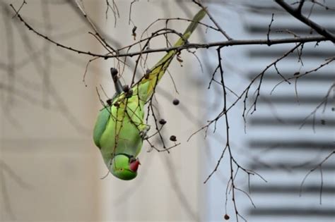 Effondrement Des Oiseaux En Europe Des Chercheurs Pointent L