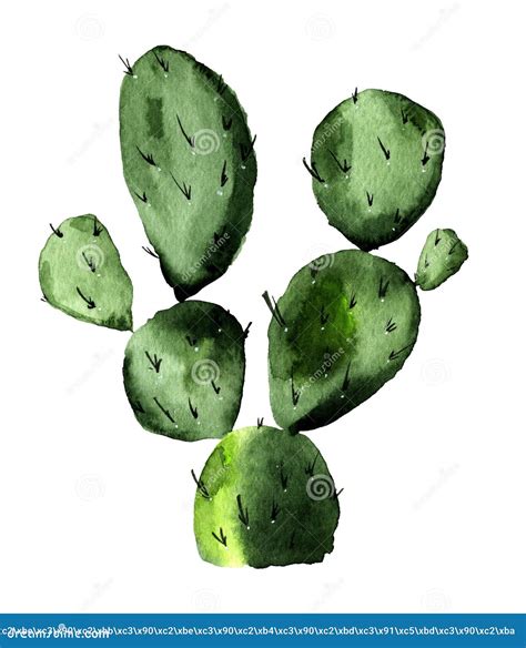 Nopal Nopal Ilustración Acuarela Stock De Ilustración Ilustración De