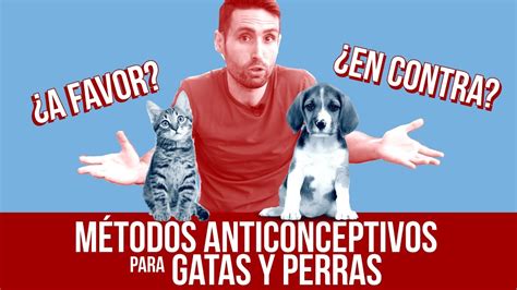 Todo lo que necesitas saber sobre anticonceptivos caninos guía